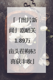 「图片新闻」嘉峪关1.89万亩头茬枸杞喜获丰收