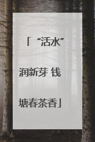 “活水”润新芽 钱塘春茶香