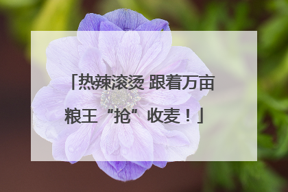 热辣滚烫 跟着万亩粮王“抢”收麦！