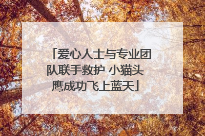 爱心人士与专业团队联手救护 小猫头鹰成功飞上蓝天