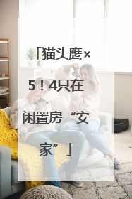 猫头鹰×5！4只在闲置房“安家”