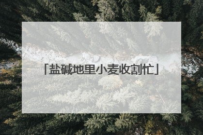 盐碱地里小麦收割忙