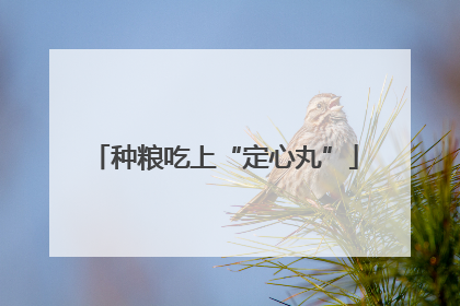 种粮吃上“定心丸”