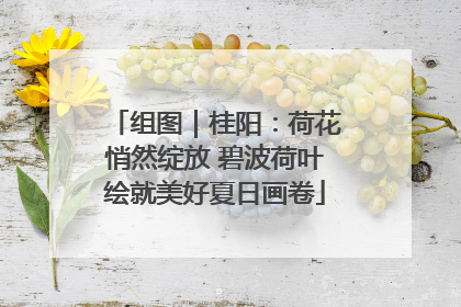 组图｜桂阳：荷花悄然绽放 碧波荷叶绘就美好夏日画卷