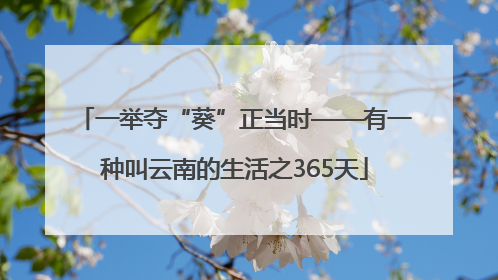 一举夺“葵”正当时——有一种叫云南的生活之365天