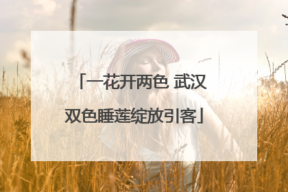 一花开两色 武汉双色睡莲绽放引客