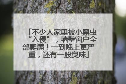 不少人家里被小黑虫“入侵”，墙壁窗户全部爬满！一到晚上更严重，还有一股臭味