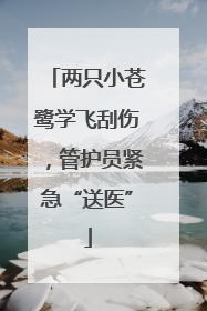 两只小苍鹭学飞刮伤，管护员紧急“送医”