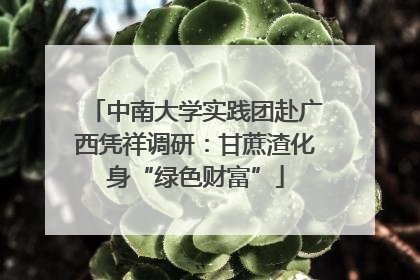 中南大学实践团赴广西凭祥调研：甘蔗渣化身“绿色财富”