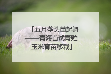 五月垄头苗起舞——青海首试青贮玉米育苗移栽