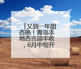 又到一年甜杏熟！青岛本地杏喜迎丰收，6月中旬开启尝鲜季