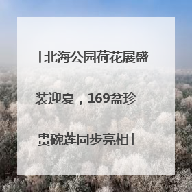 北海公园荷花展盛装迎夏，169盆珍贵碗莲同步亮相