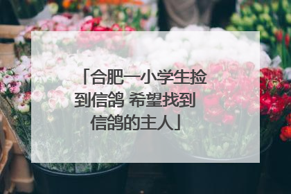 合肥一小学生捡到信鸽 希望找到信鸽的主人