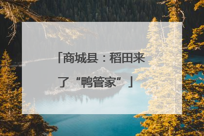 商城县：稻田来了“鸭管家”
