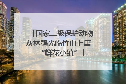 国家二级保护动物灰林鸮光临竹山上庸“鲜花小镇”