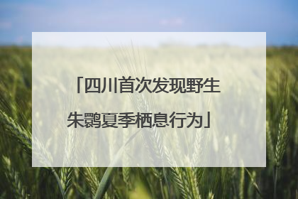 四川首次发现野生朱鹮夏季栖息行为