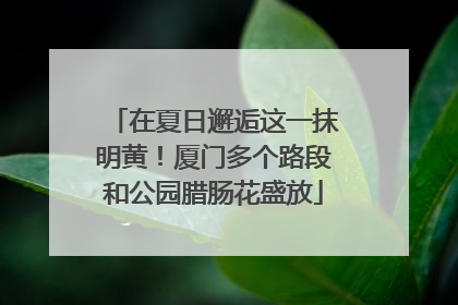 在夏日邂逅这一抹明黄！厦门多个路段和公园腊肠花盛放