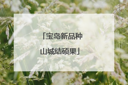 宝岛新品种 山城结硕果