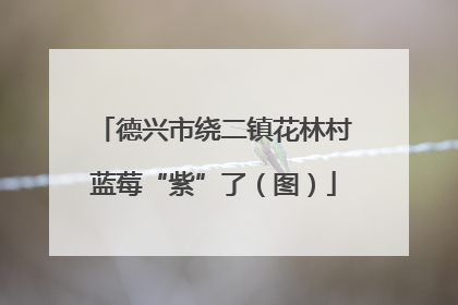 德兴市绕二镇花林村蓝莓“紫”了（图）