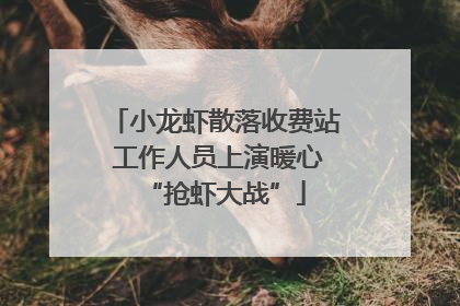 小龙虾散落收费站 工作人员上演暖心“抢虾大战”