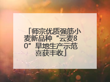 师宗优质强筋小麦新品种“云麦80”旱地生产示范喜获丰收