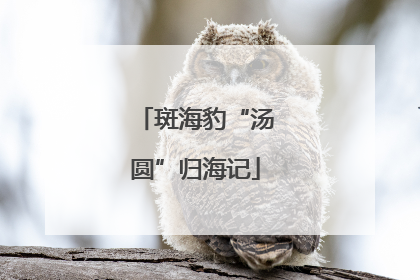 斑海豹“汤圆”归海记