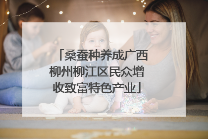 桑蚕种养成广西柳州柳江区民众增收致富特色产业