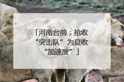 河南台前：抢收“突击队”为夏收“加速度”