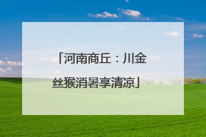 河南商丘：川金丝猴消暑享清凉