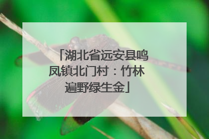 湖北省远安县鸣凤镇北门村：竹林遍野绿生金
