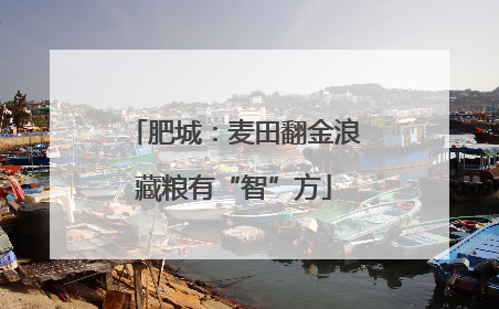 肥城：麦田翻金浪藏粮有“智”方