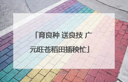 育良种 送良技 广元旺苍稻田插秧忙