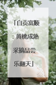 自贡富顺：黄桃成熟 采摘品尝乐翻天