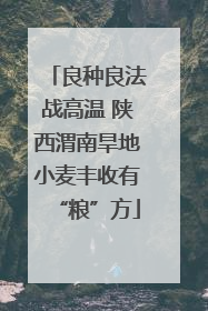 良种良法战高温 陕西渭南旱地小麦丰收有“粮”方