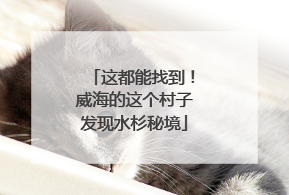 这都能找到！威海的这个村子发现水杉秘境