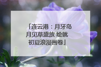 连云港：月牙岛月见草盛放 绘就初夏浪漫画卷