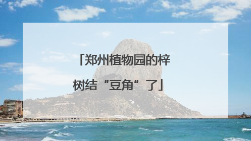 郑州植物园的梓树结“豆角”了