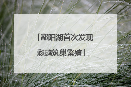 鄱阳湖首次发现彩鹮筑巢繁殖