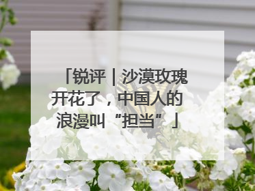 锐评｜沙漠玫瑰开花了，中国人的浪漫叫“担当”