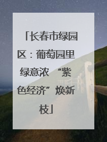 长春市绿园区：葡萄园里绿意浓 “紫色经济”焕新枝