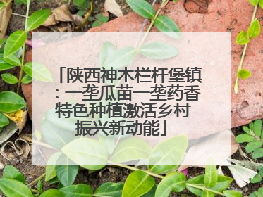 陕西神木栏杆堡镇：一垄瓜苗一垄药香 特色种植激活乡村振兴新动能